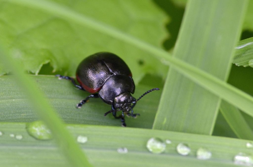 Chrysolina fimbrialis (cf), Chrysomelidae